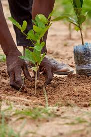 Logo Suivi Reboisement