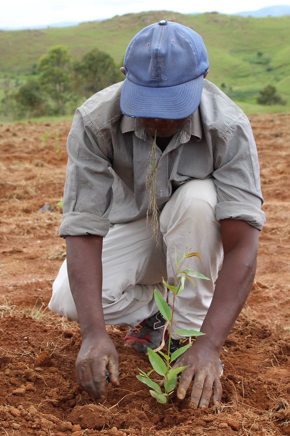 Logo Suivi Reboisement